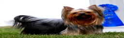 Yorkshire Terrier dogs for sale: Gumdrop AKC Champion Bloodline - Ad 9
