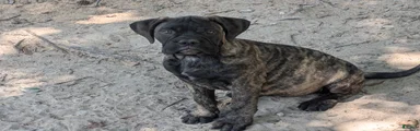 Bullmastiff Puppy 2