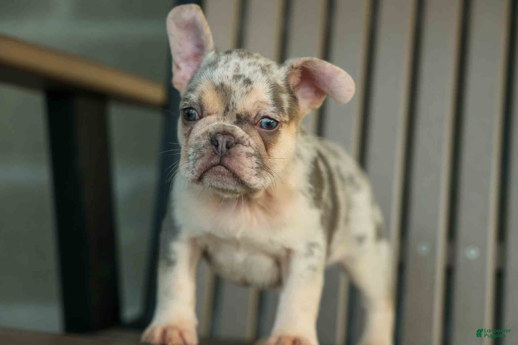French Bulldog dogs Spencer 🐾 - Ad 2