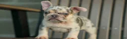 French Bulldog dogs for sale: Spencer 🐾 - Ad 2