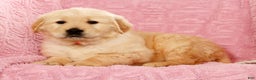 Golden Retriever dogs for sale: Bruno - Ad 6