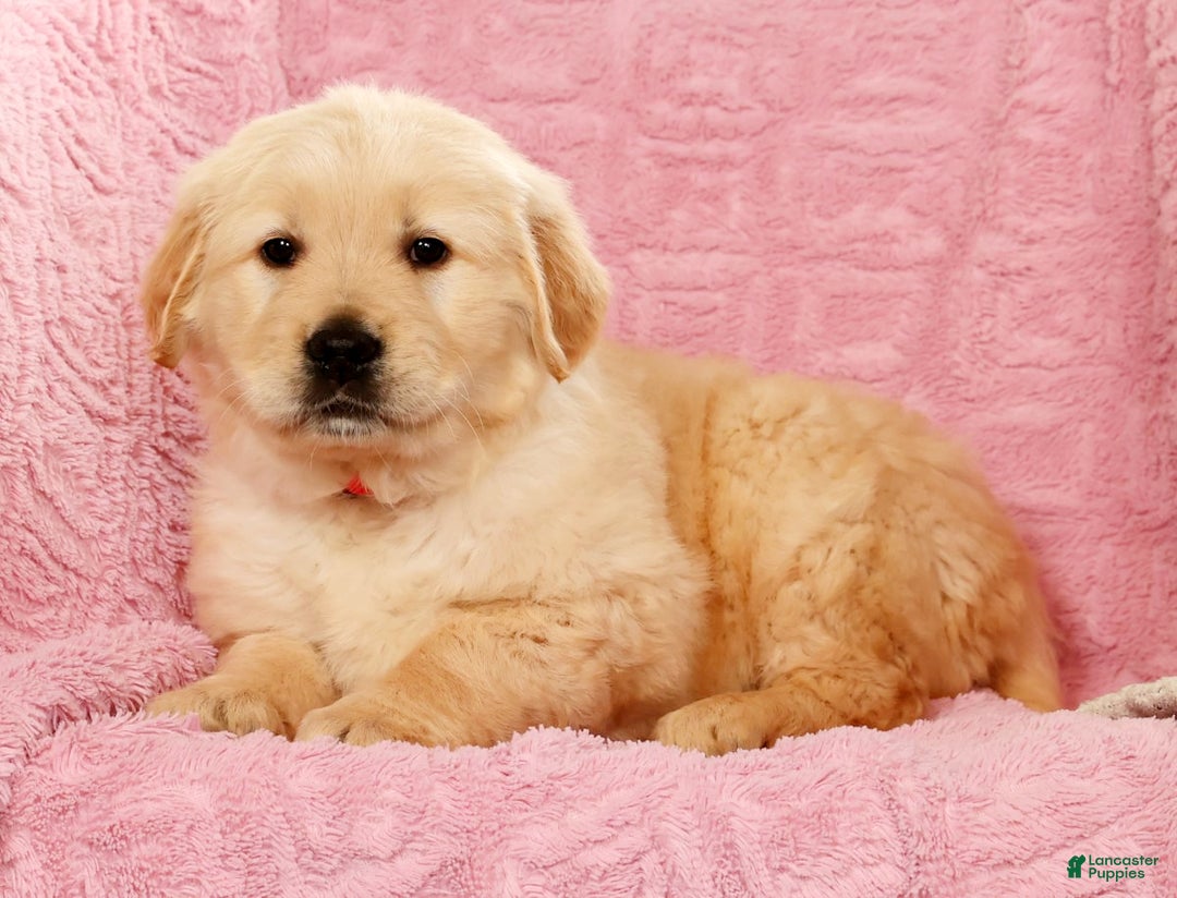 Golden Retriever dogs for sale: Bruno - Ad 6