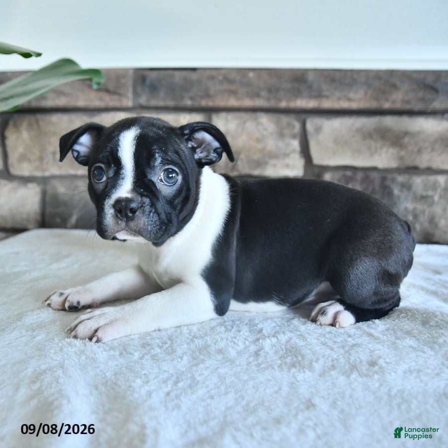 Boston Terrier dogs Clover - Ad 2