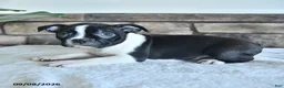 Boston Terrier dogs for sale: Clover - Ad 2