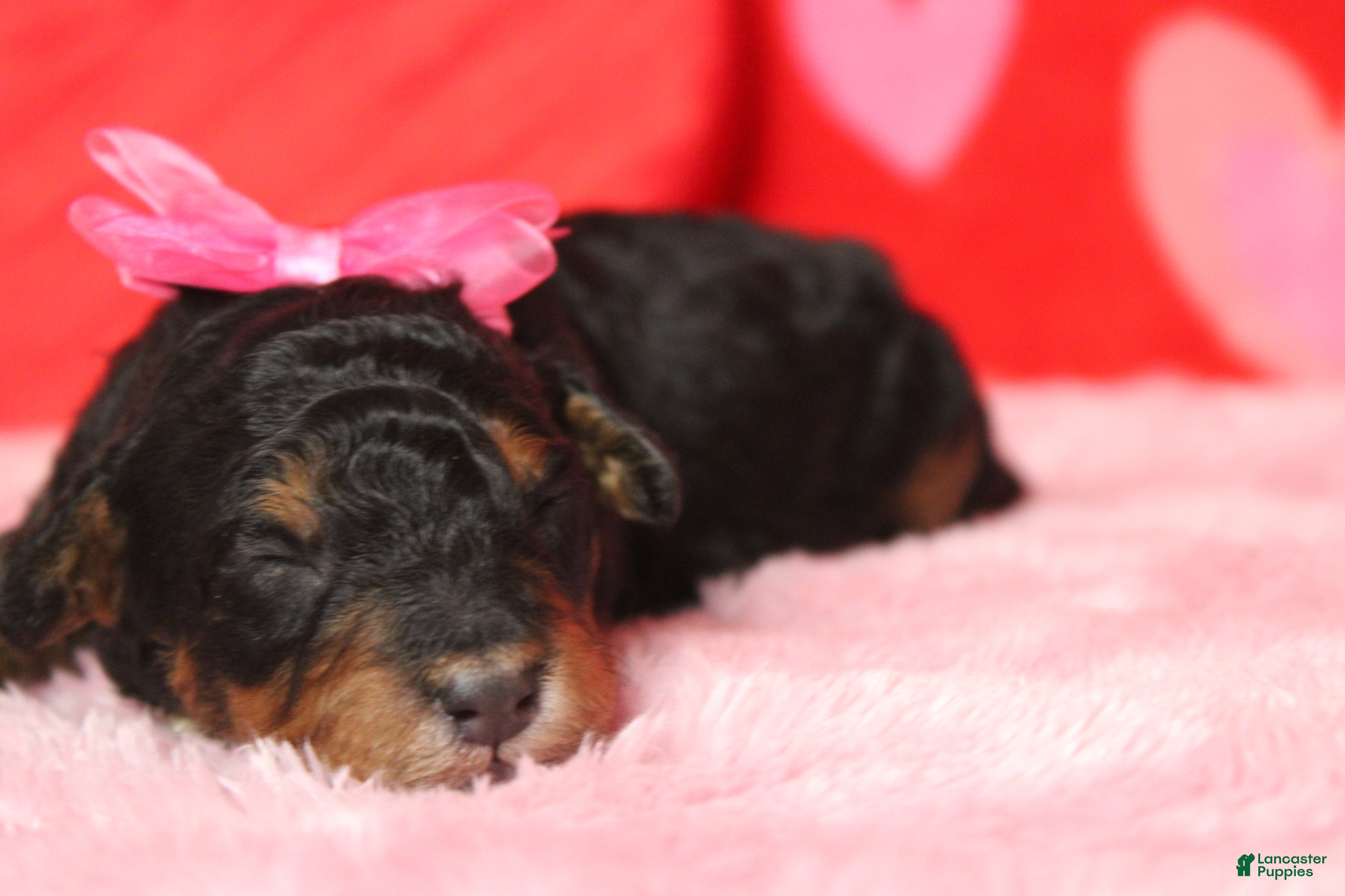 Mixed Breed dogs Sweetheart  - Ad 14