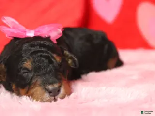 Mixed Breed dogs Sweetheart - Ad 14