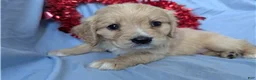 Mixed Breed dogs for sale: Deputy - Ad 4