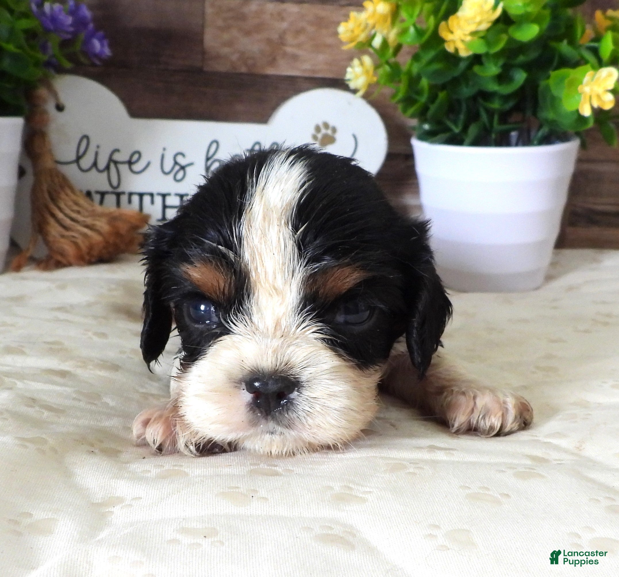 Cavalier King Charles Spaniel dogs #2 Male (Lulu's) - Ad 14