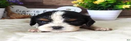 Cavalier King Charles Spaniel dogs for sale: #2 Male (Lulu's) - Ad 4