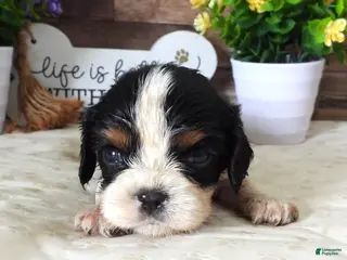 Cavalier King Charles Spaniel dogs #2 Male (Lulu's) - Ad 14