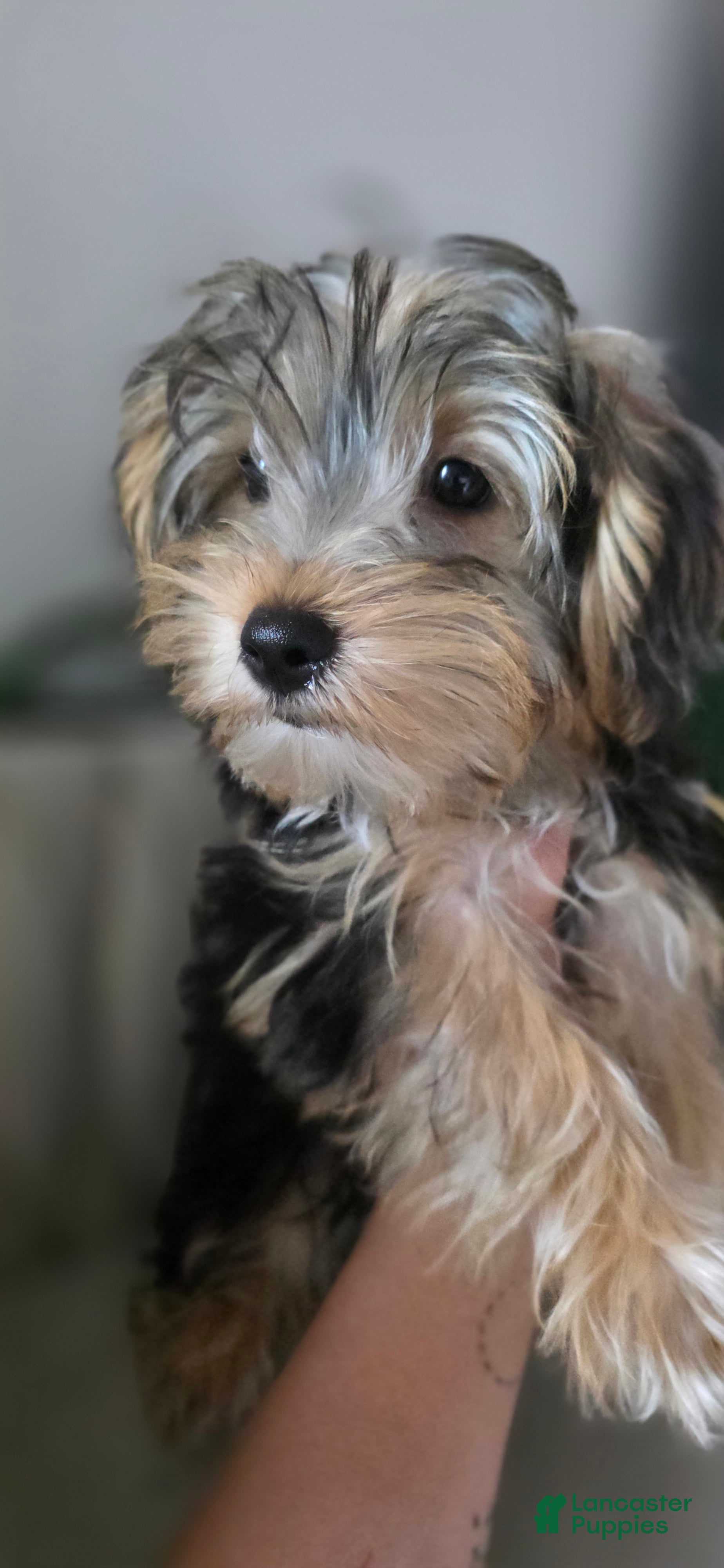 Yorkshire Terrier dogs Pauly - Ad 1