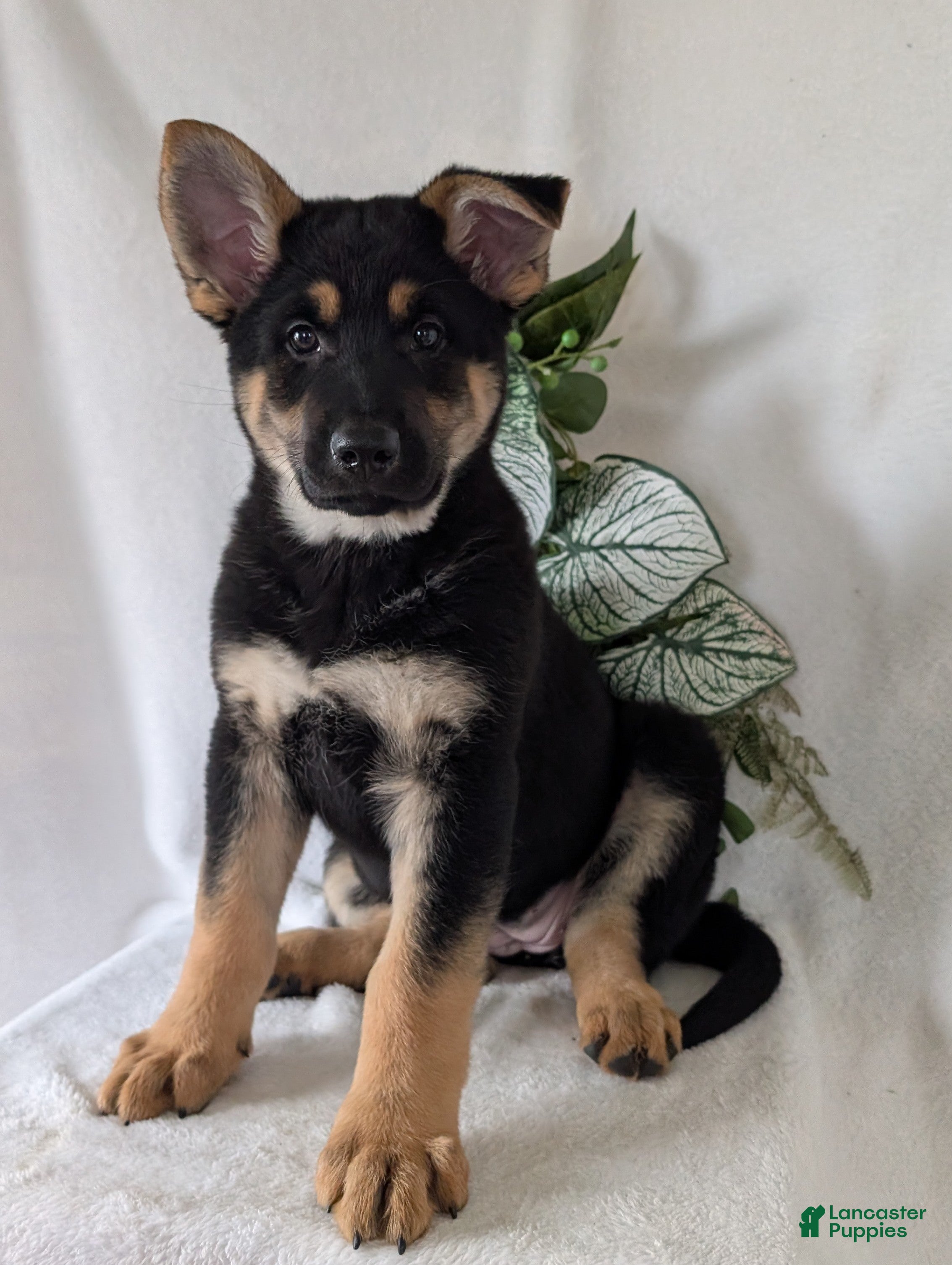 German Shepherd dogs Lucy - Ad 1