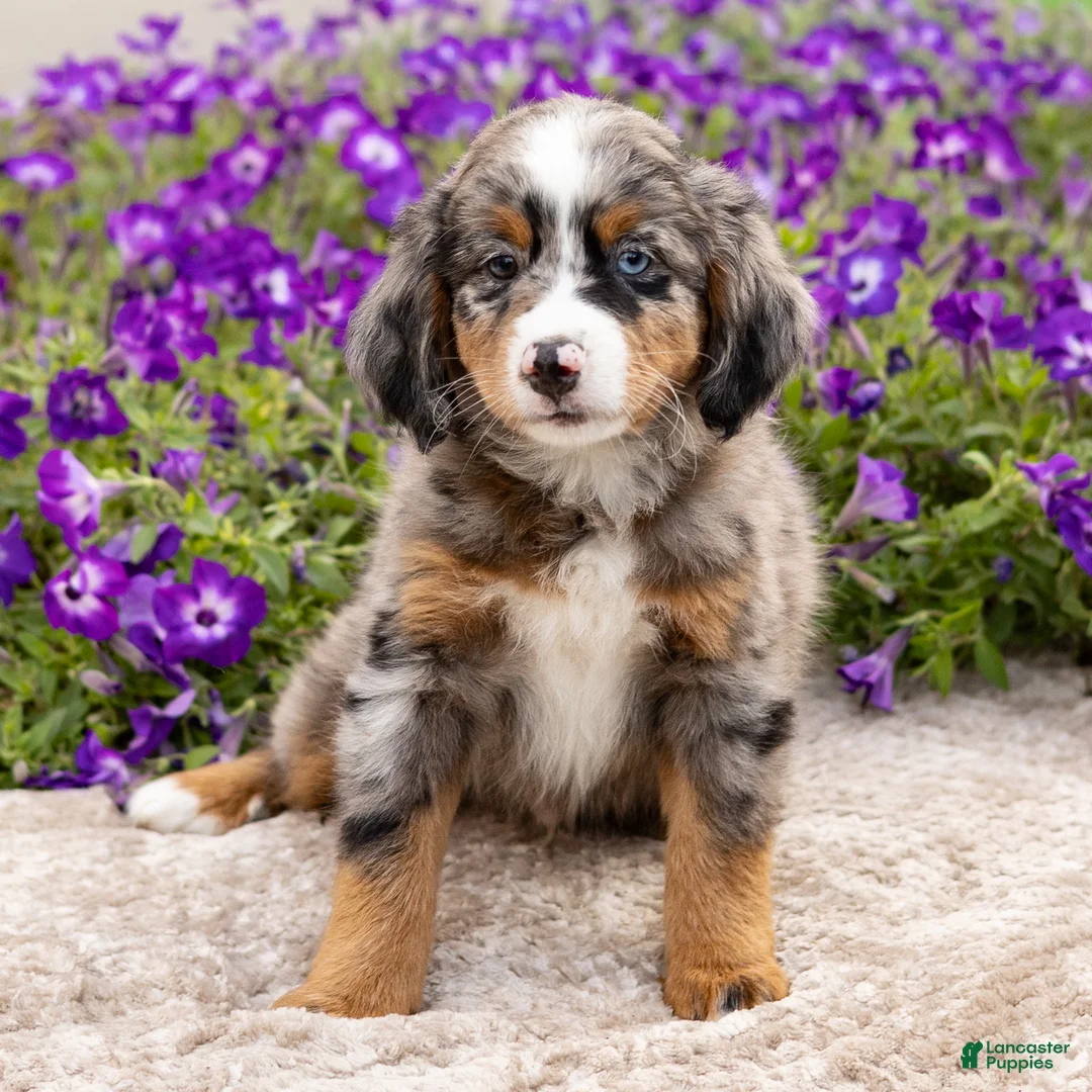 Mini Bernedoodle dogs for sale: Diego - Ad 3