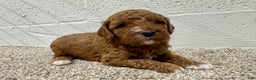 Mini Goldendoodle dogs for sale: Cooper  - Ad 2
