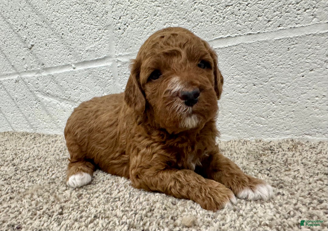 Mini Goldendoodle dogs for sale: Cooper  - Ad 2