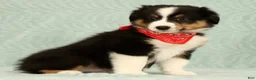 Miniature Australian Shepherd dogs for sale: Carter - Ad 4