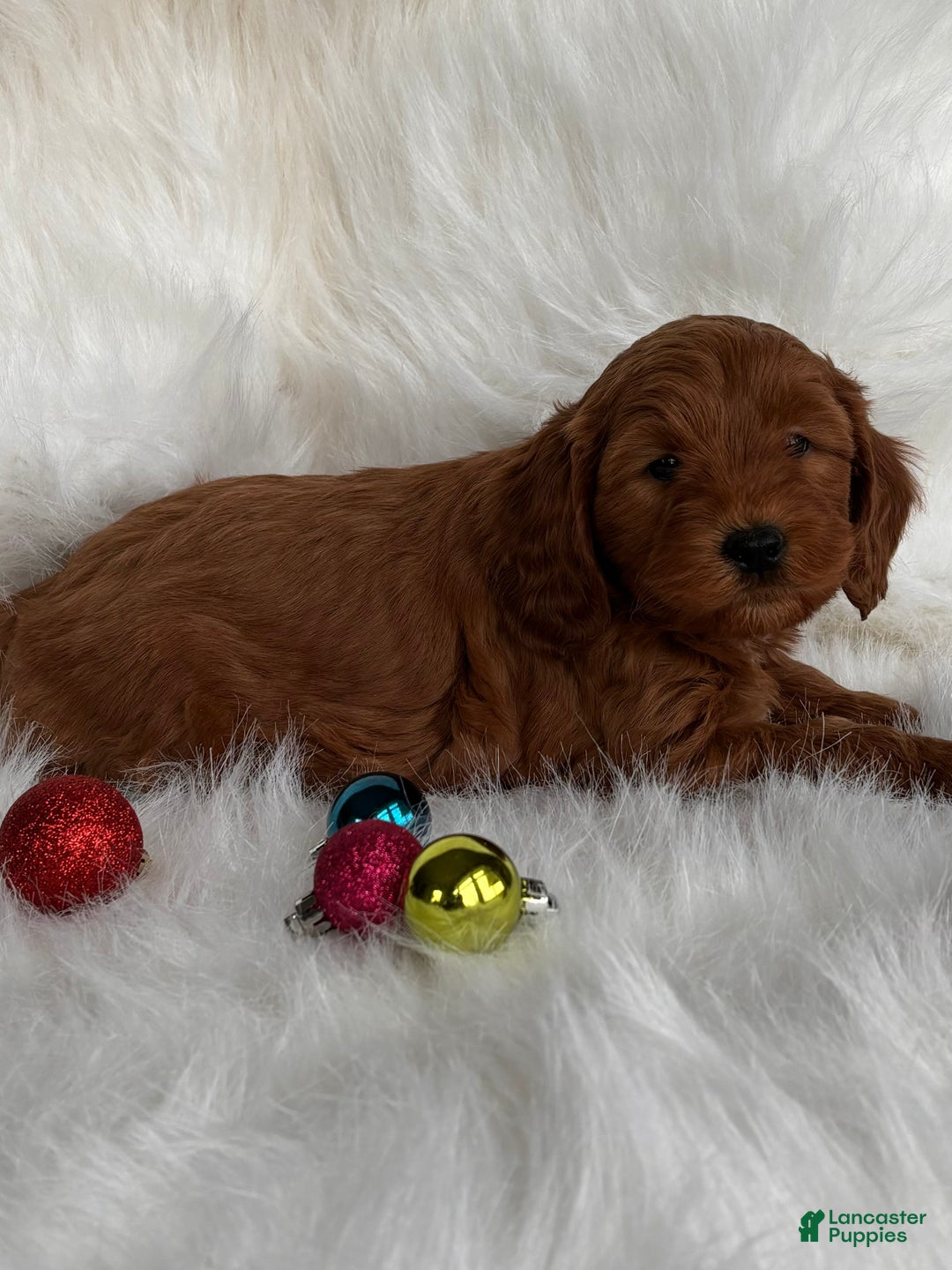 Mixed Breed dogs for sale: Mini Nick - Ad 3