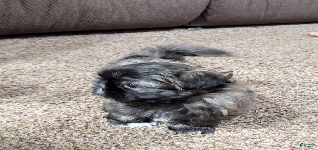 Gallery Image {{count}}