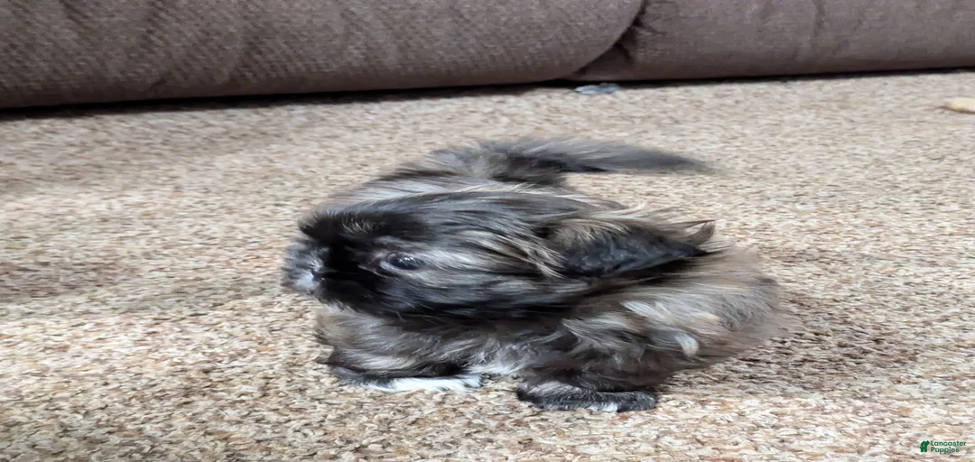 Gallery Image {{count}}