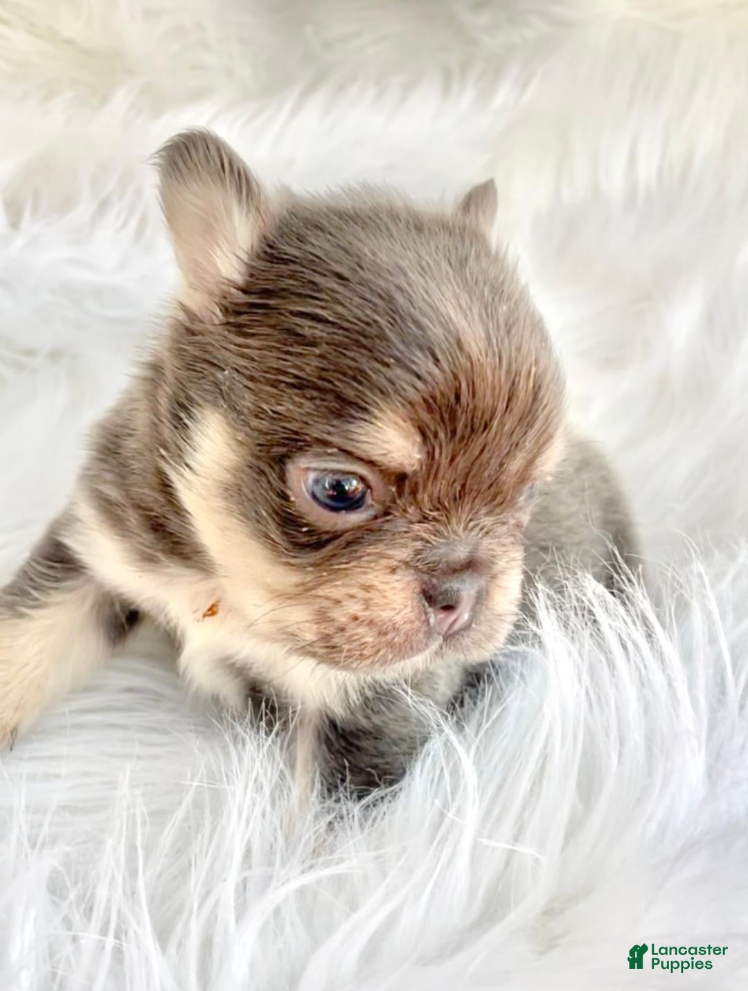 French Bulldog dogs for sale: FLUFFY MINI French Bulldog Puppy 1 - Ad 3