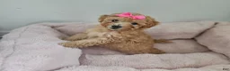 Toy Poodle dogs for sale: Toy Poodle Puppy 1 - Ad 2