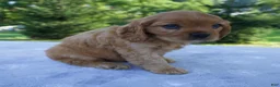 Mixed Breed dogs for sale: Romeo - Ad 6