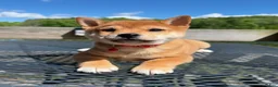Shiba Inu dogs for sale: 🤎 Teddy 🤎 - Ad 1