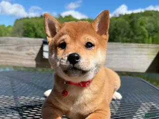 Shiba Inu dogs 🤎 Teddy 🤎 - Ad 39