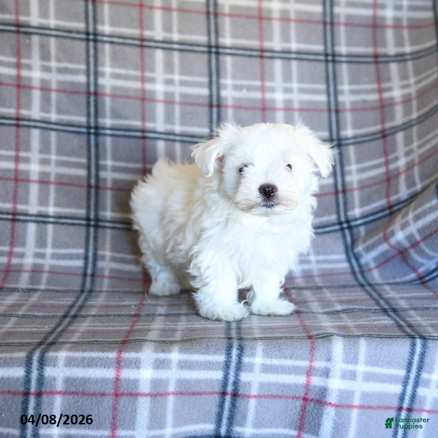 Maltese dogs Scotty - Ad 1