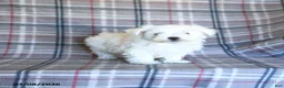 Maltese dogs for sale: Scotty - Ad 1