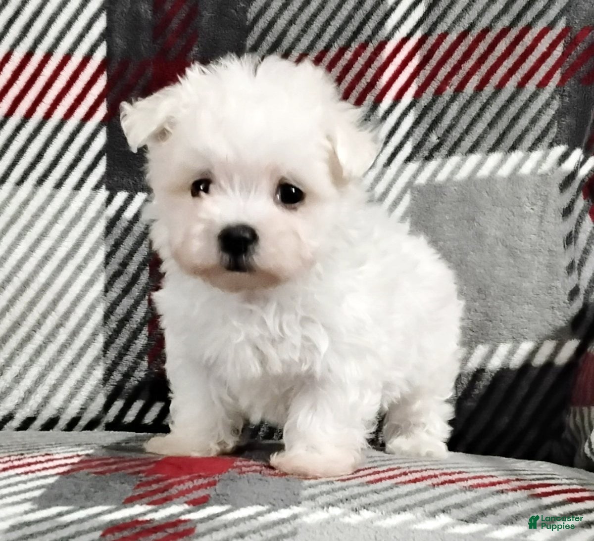 Maltese dogs Marco - Ad 9