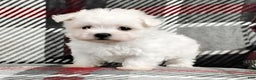 Maltese dogs for sale: Marco - Ad 1