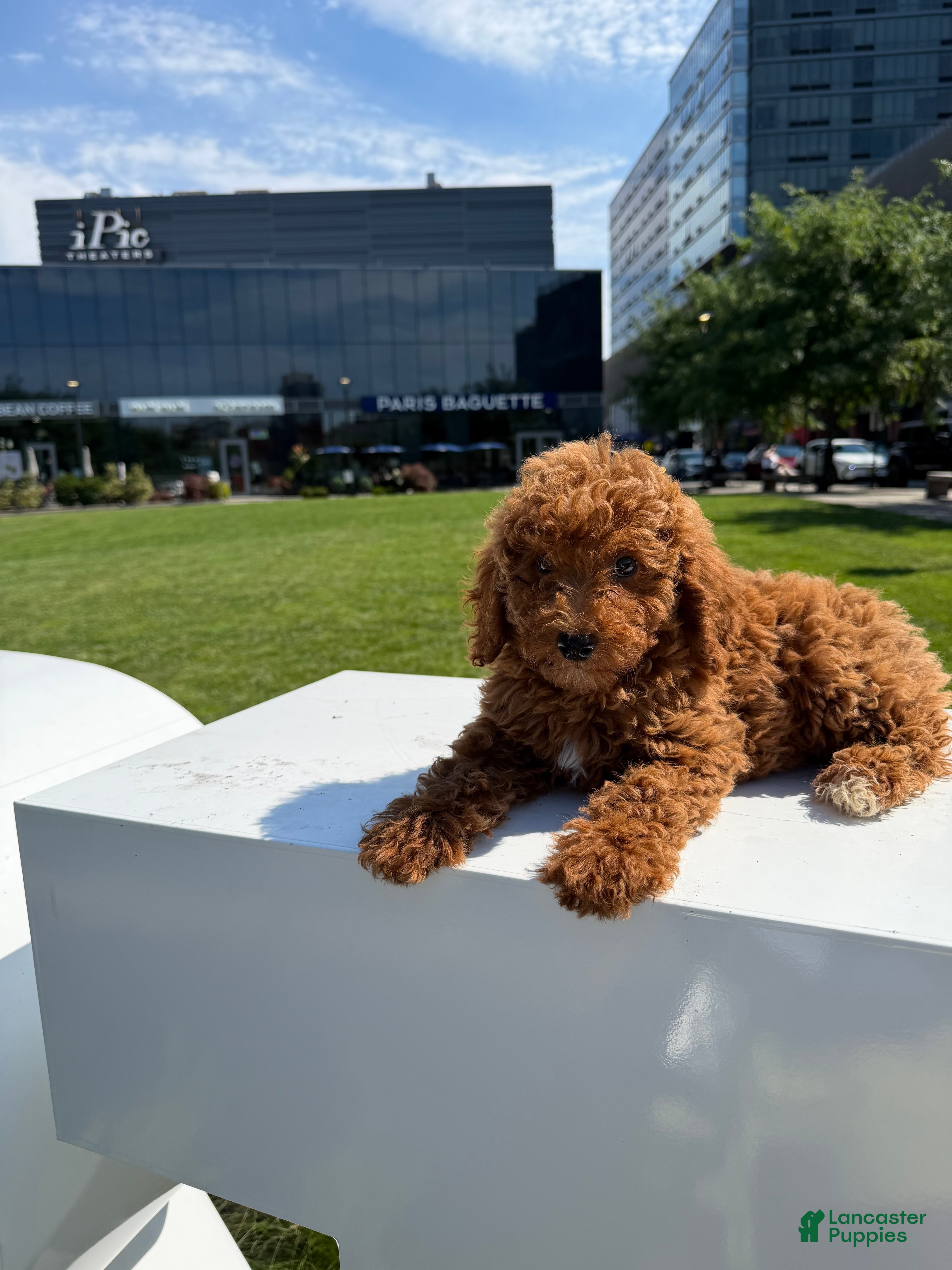 Miniature Poodle dogs Mini Bella - Ad 1
