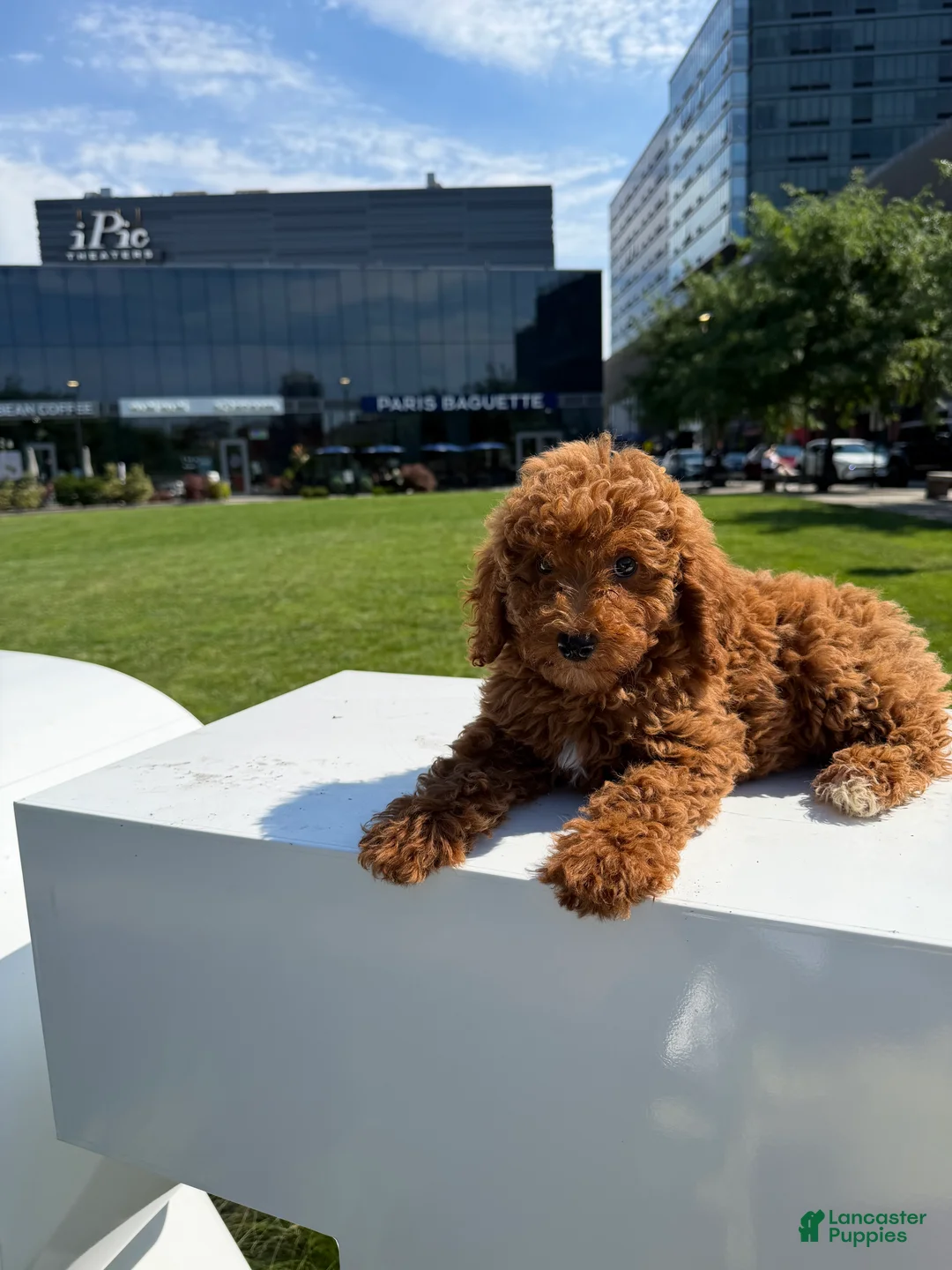 Miniature Poodle dogs for sale: Mini Bella - Ad 1