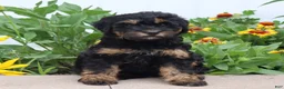 Mini Goldendoodle dogs for sale: Faye - Ad 1