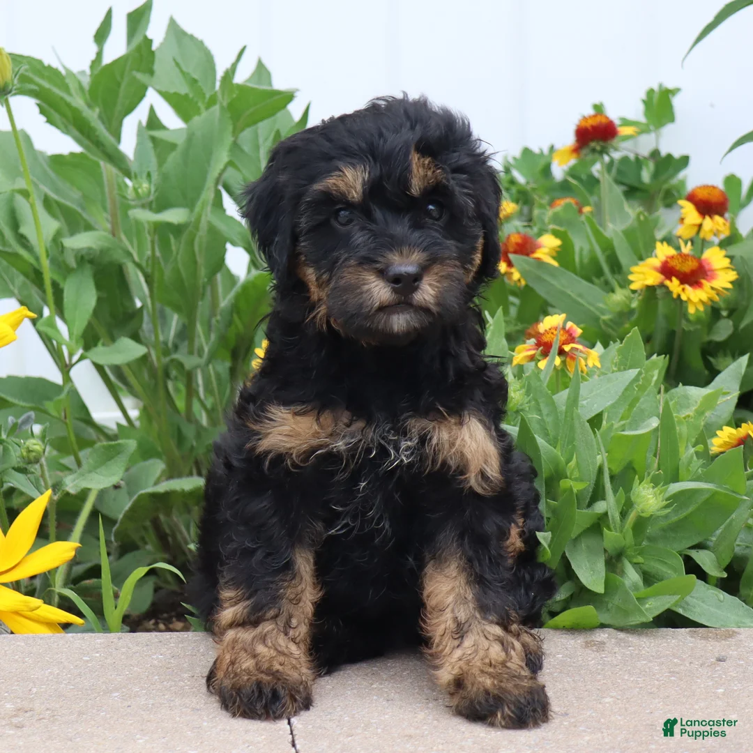 Mini Goldendoodle dogs for sale: Faye - Ad 1