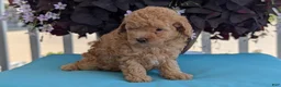 Toy Poodle dogs for sale: Timmy - Ad 7