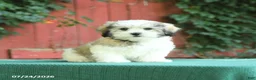 Malshi dogs for sale: Derek - Ad 5