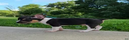 Mixed Breed dogs for sale: Stormy  - Ad 3