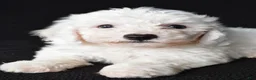 Bichon Frise dogs for sale: Buddy - Ad 4