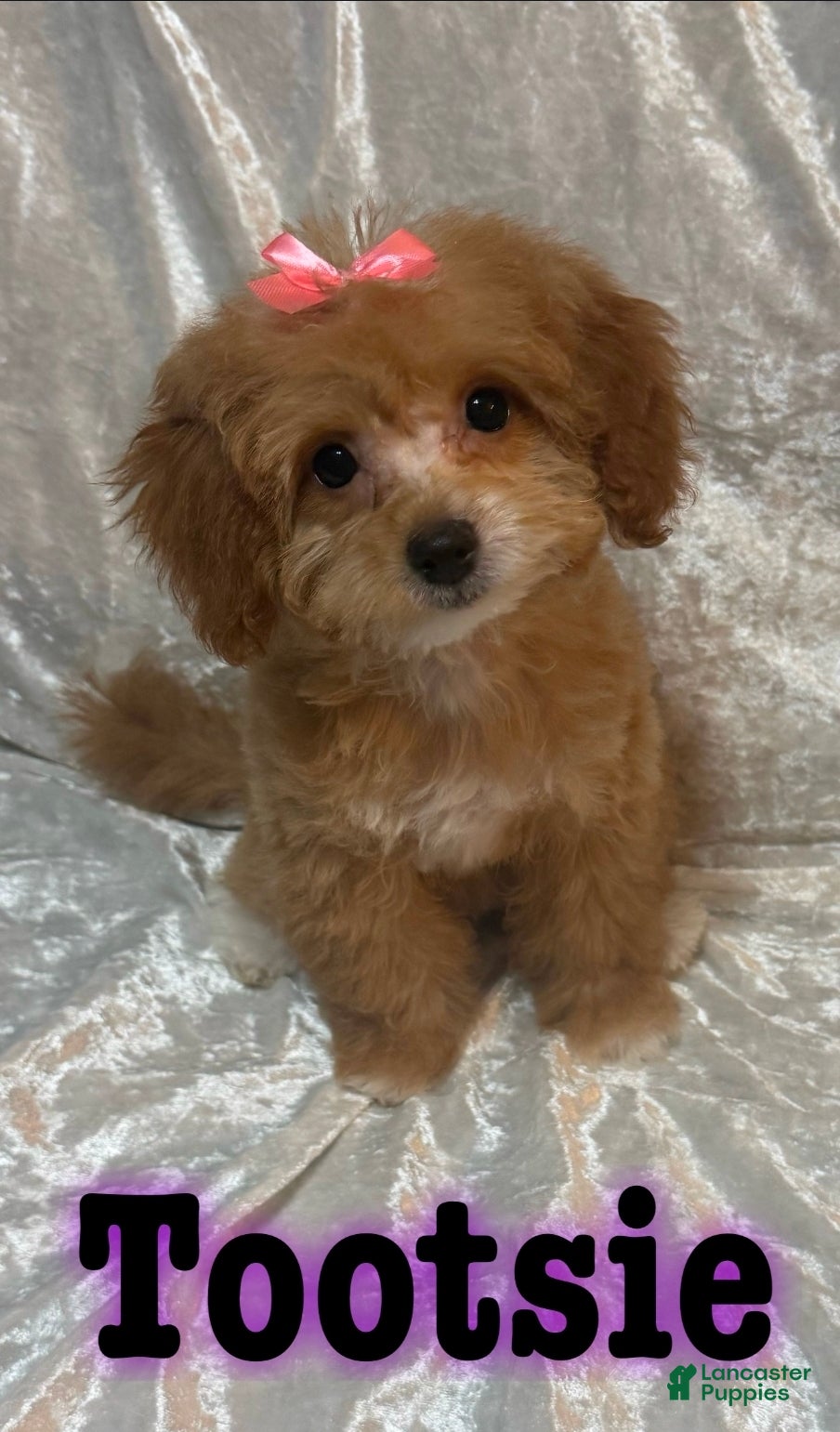 Mini Goldendoodle dogs Tootsie - Ad 28