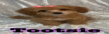 Tootsie