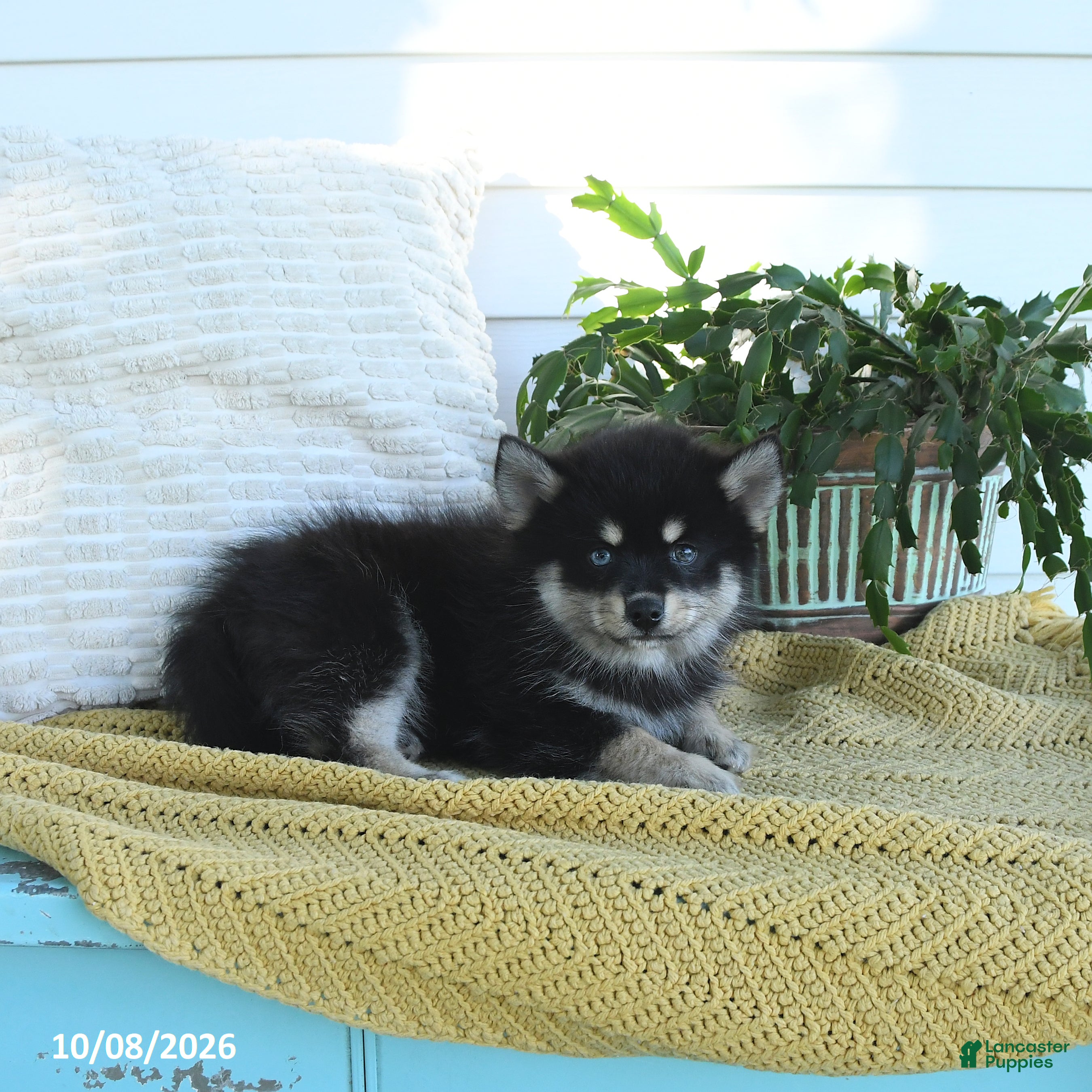 Pomsky dogs Blake - Ad 2