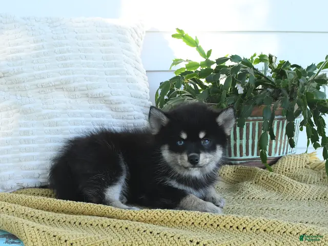 Pomsky dogs for sale: Blake - Ad 2