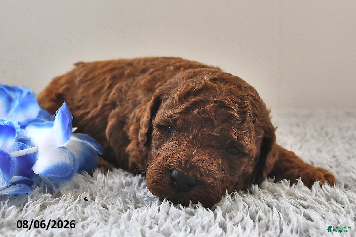 Mini Goldendoodle dogs Bentley - Ad 2