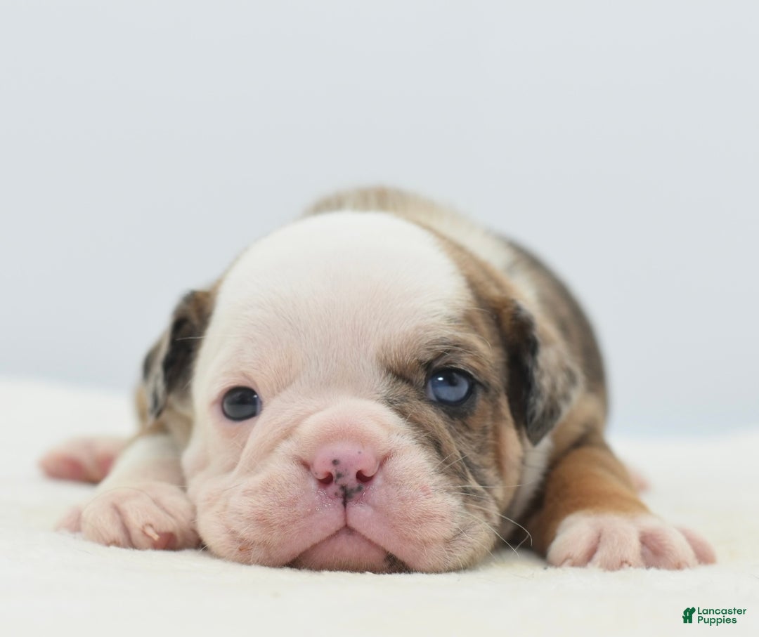 Mixed Breed dogs for sale: Turbo Merle blue eyes - Ad 11