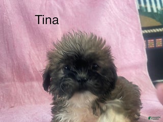 Teddy Bear dogs Tina - Ad 35
