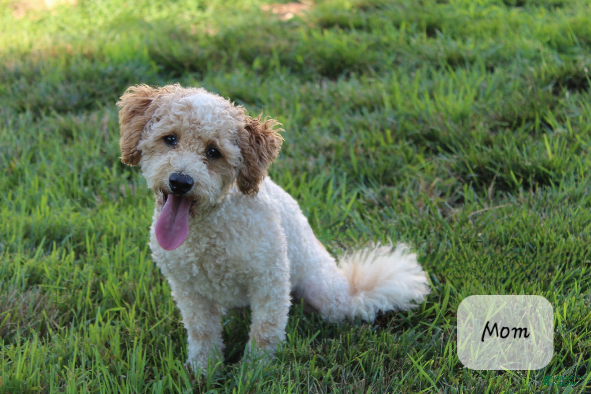 Bichpoo dogs Asher - Ad 2