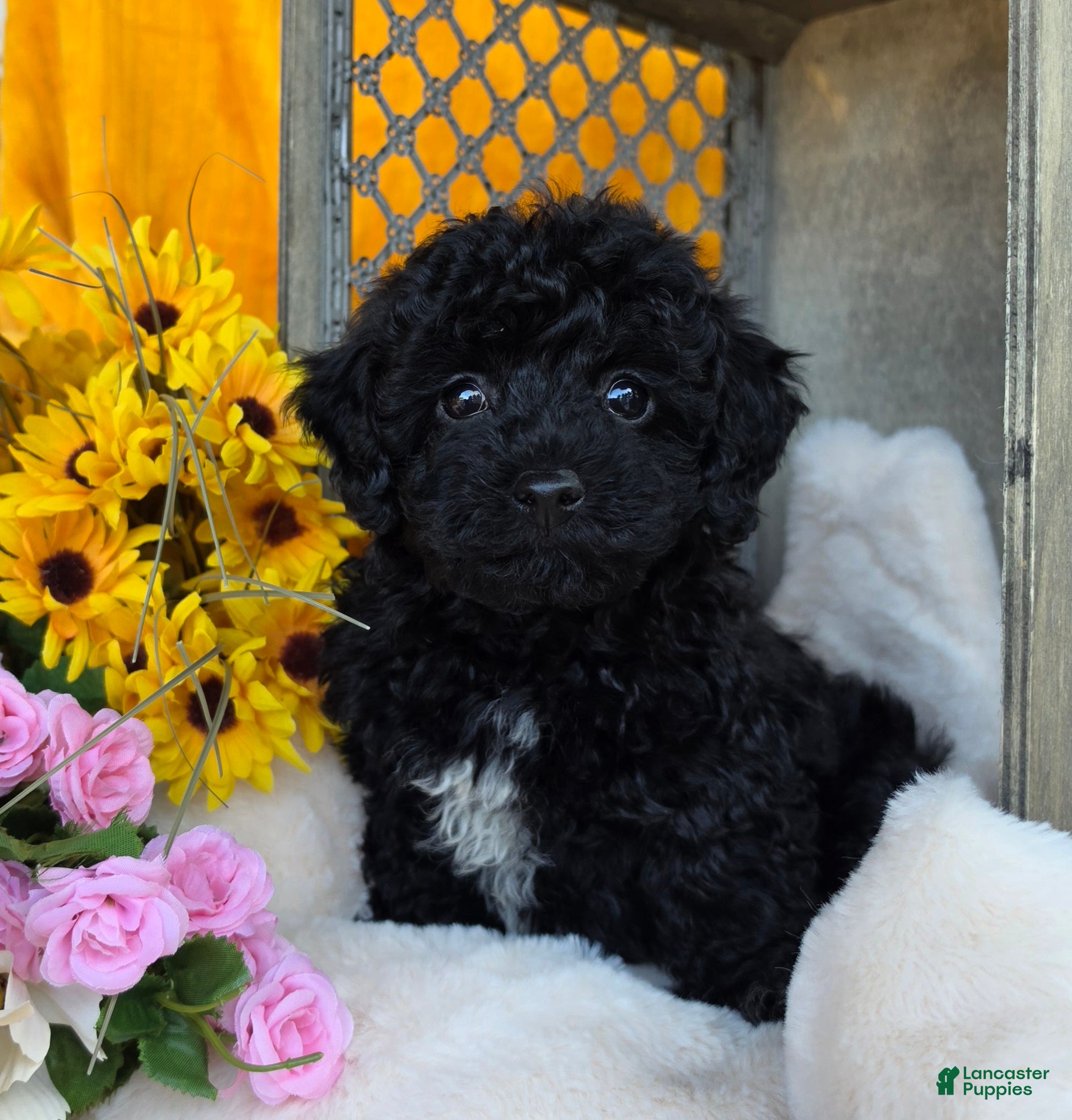 Toy Poodle dogs Cuddles - Ad 1