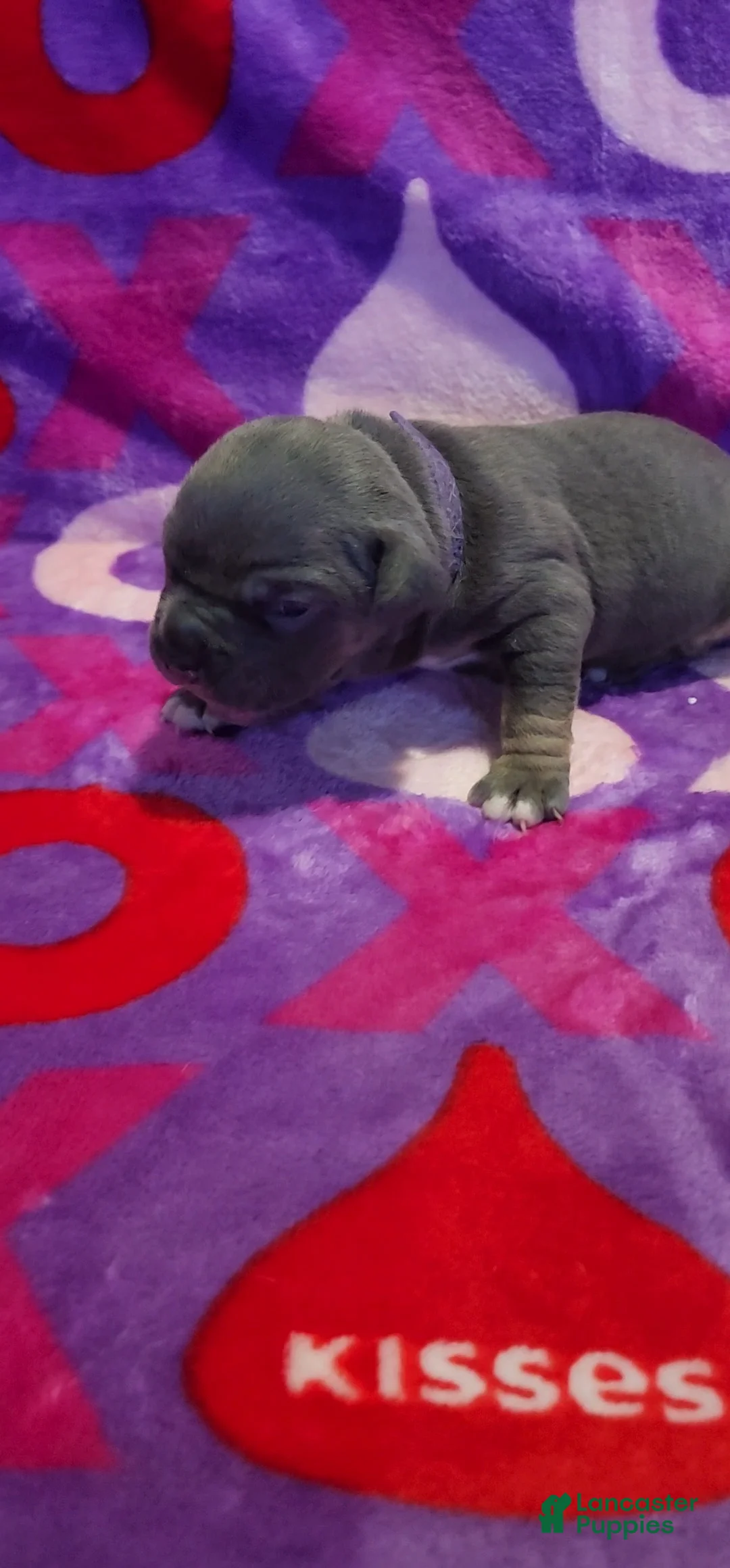 American Bully dogs for sale: Wednesday - Ad 2